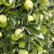 Pflanzen für Dich Apfelbaum Malus Domestica