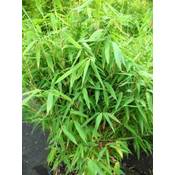 Pflanzen Für Dich China Rohrgras Jumbo