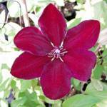 Pflanzen für Dich Clematis 'Westerplatte'