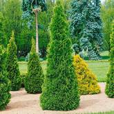 Thuja Test & Vergleich  Top 11 im Juni 2026