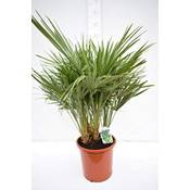 Pflanzenfuchs Chamaerops humilis Vergleich