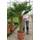 Pflanzenfuchs Hanfpalm