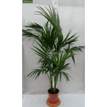PflanzenFuchs Kentia-Palme 5319