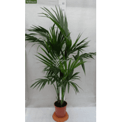 PflanzenFuchs Kentia-Palme 5319 Vergleich