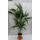 PflanzenFuchs Kentia-Palme 5319