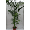 PflanzenFuchs Kentia-Palme 4200