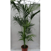 PflanzenFuchs Kentia-Palme 4200 Vergleich