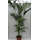 PflanzenFuchs Kentia-Palme 4200