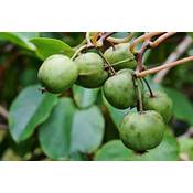 PflanzenFuchs Kiwibeere