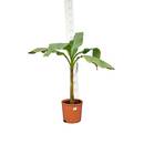 PflanzenFuchs Musa basjoo