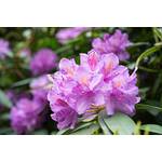 Pflanzenfuchs Rhododendron Roseum Elegans