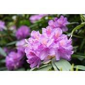 Pflanzenfuchs Rhododendron Roseum Elegans Vergleich