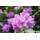 Pflanzenfuchs Rhododendron Roseum Elegans