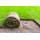 Pflanzenfuchs Rollrasen