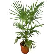 Pflanzenfuchs Winterharte Palme XL Vergleich