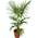 Pflanzenfuchs Winterharte Palme XL