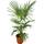 Pflanzenfuchs Winterharte Palme XL