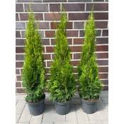 Pflanzenhits Thuja Smaragd