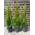 Pflanzenhits Thuja Smaragd