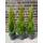 Pflanzenhits Thuja Smaragd