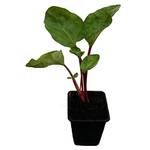 ‎Pflanzenversand Qualität und Service Fultons Strawberry Surprise