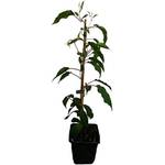 Pflanzenversand Qualität und Service Minikiwi Pflanzen