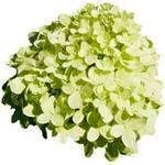 Pflanzenversand Qualität und Service Rispenhortensie Limelight