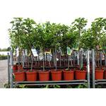 Pflanzhits Apfelbaum Cox Orange