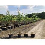 Pflanzhits Apfelbaum Elstar