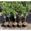 Pflanzhits Apfelbaum Jonagold