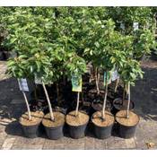 Pflanzhits Apfelquitte