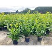 Pflanzhits Ihr Pflanzenpartner Kirschlorbeer Rotundifolia