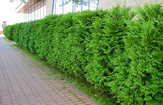 Thuja Test & Vergleich  Top 11 im Juni 2026