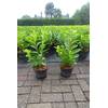 Pflanzhits Kirschlorbeer Gartenhecke