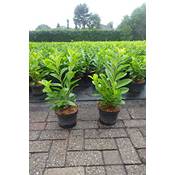 Pflanzhits Kirschlorbeer Gartenhecke