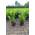 Pflanzhits Kirschlorbeer Gartenhecke