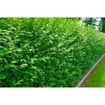 Pflanzhits Liguster Atrovirens