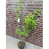 stephanotis winterhart Stephanotis floribunda main image 1