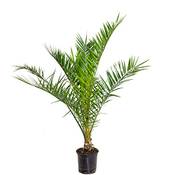 Bloomique Kanarische Dattelpalme