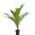Bloomique Kanarische Dattelpalme