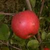 Pille Baumschulen Apfelbaum Elstar