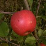 Pille Baumschulen Apfelbaum Elstar