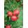 Pille Baumschulen Balkonobst Apfel Topaz