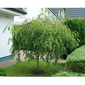 Pille Baumschulen Betula pendula Youngii Vergleich