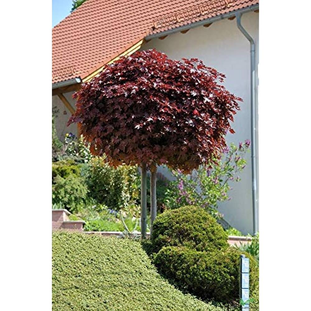 Kugelbaum Test & Vergleich » Top 19 im Mai 2025