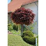 Pille Baumschulen Blut-Ahorn Kugelbaum