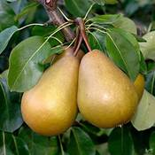 Pille Baumschulen Gellerts Butterbirne