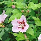 Pille Baumschulen Hibiskus-Pflanze Vergleich