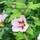 Pille Baumschulen Hibiskus-Pflanze
