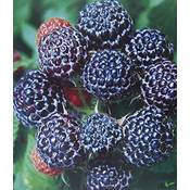 Pille Baumschulen Himbeere